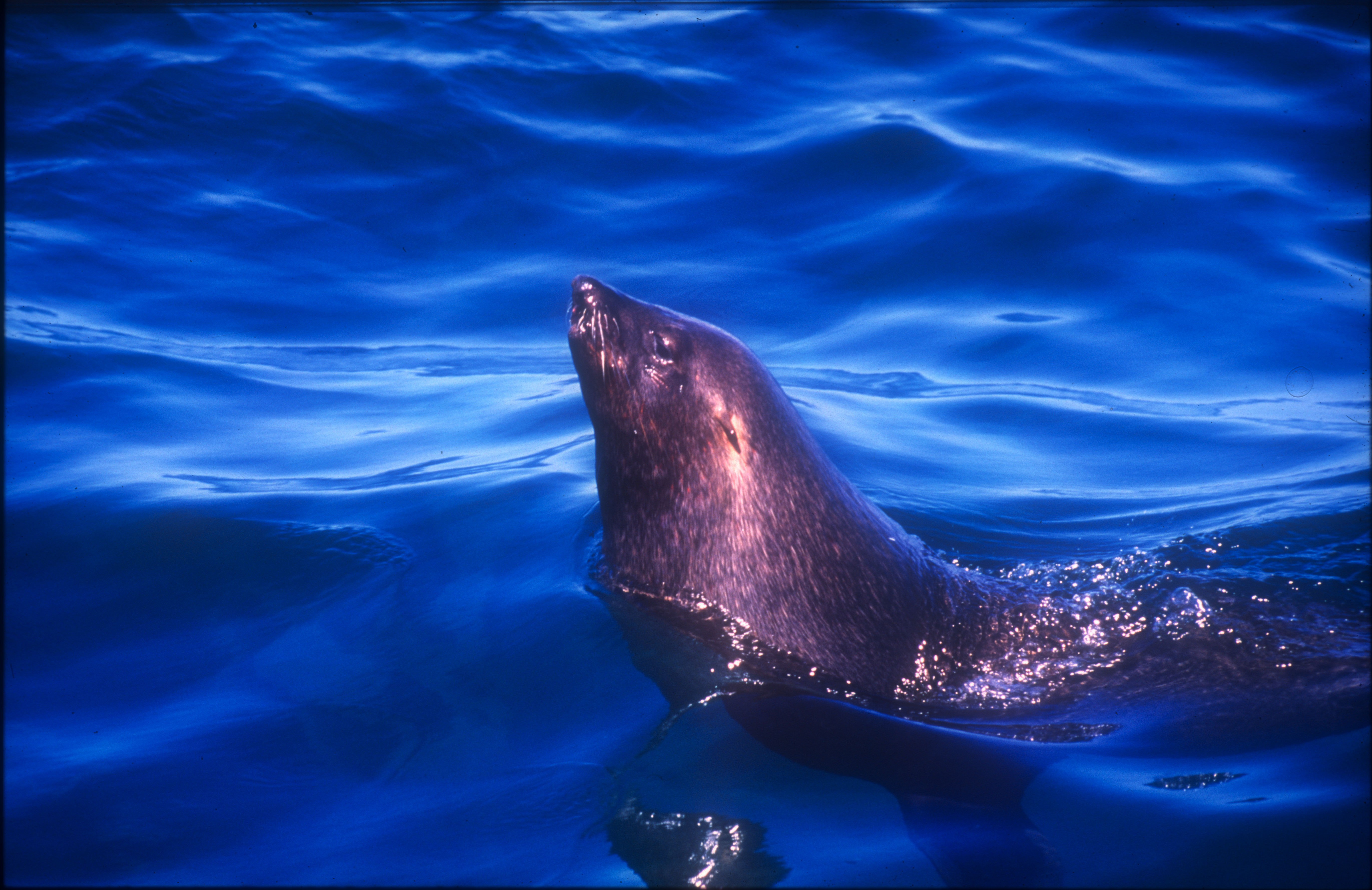 Cape Fur Seal  |