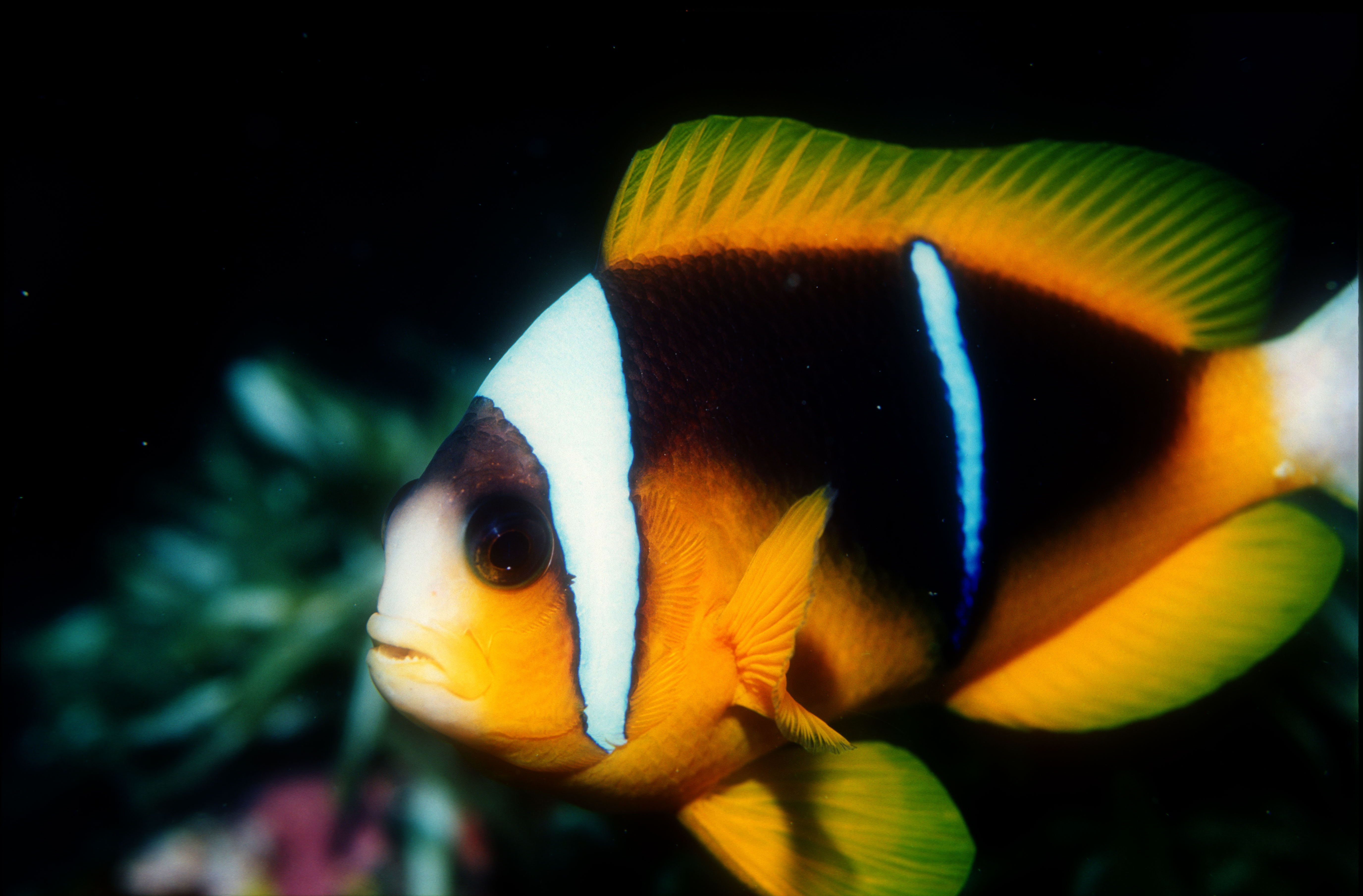 Rare Mauritian Clownfish |