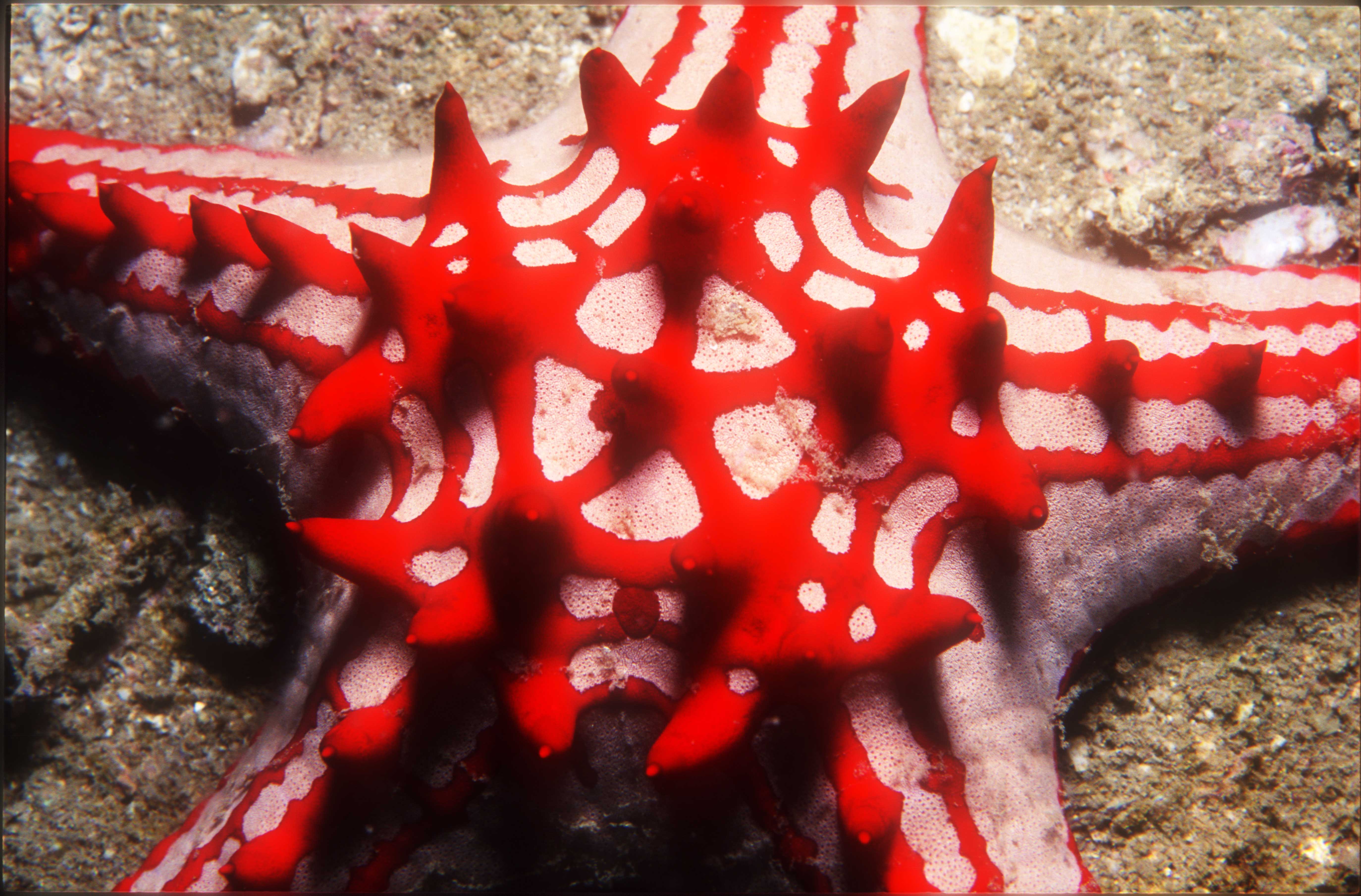 Red Knobbed Starfish|