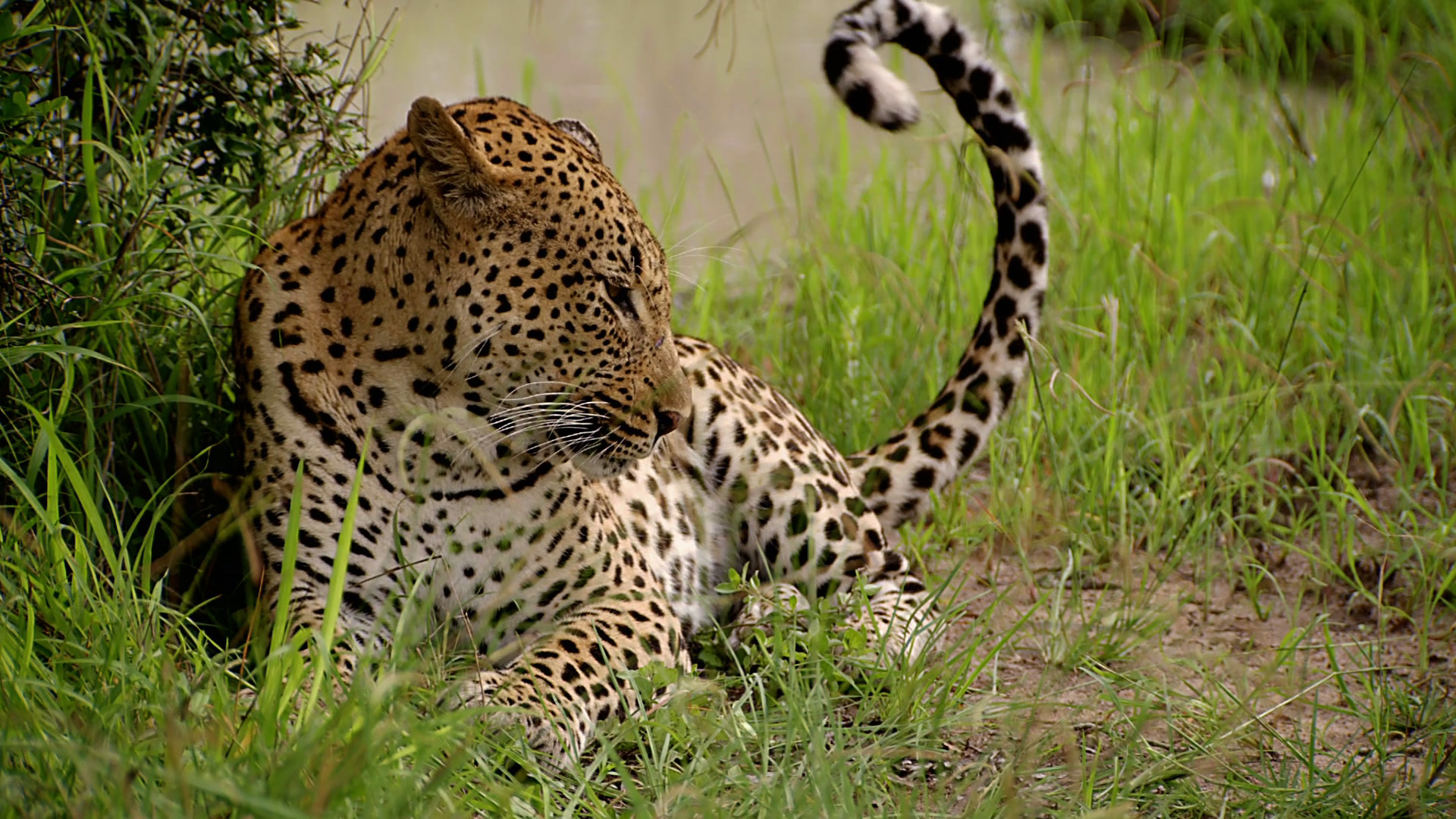 Female Leopard|