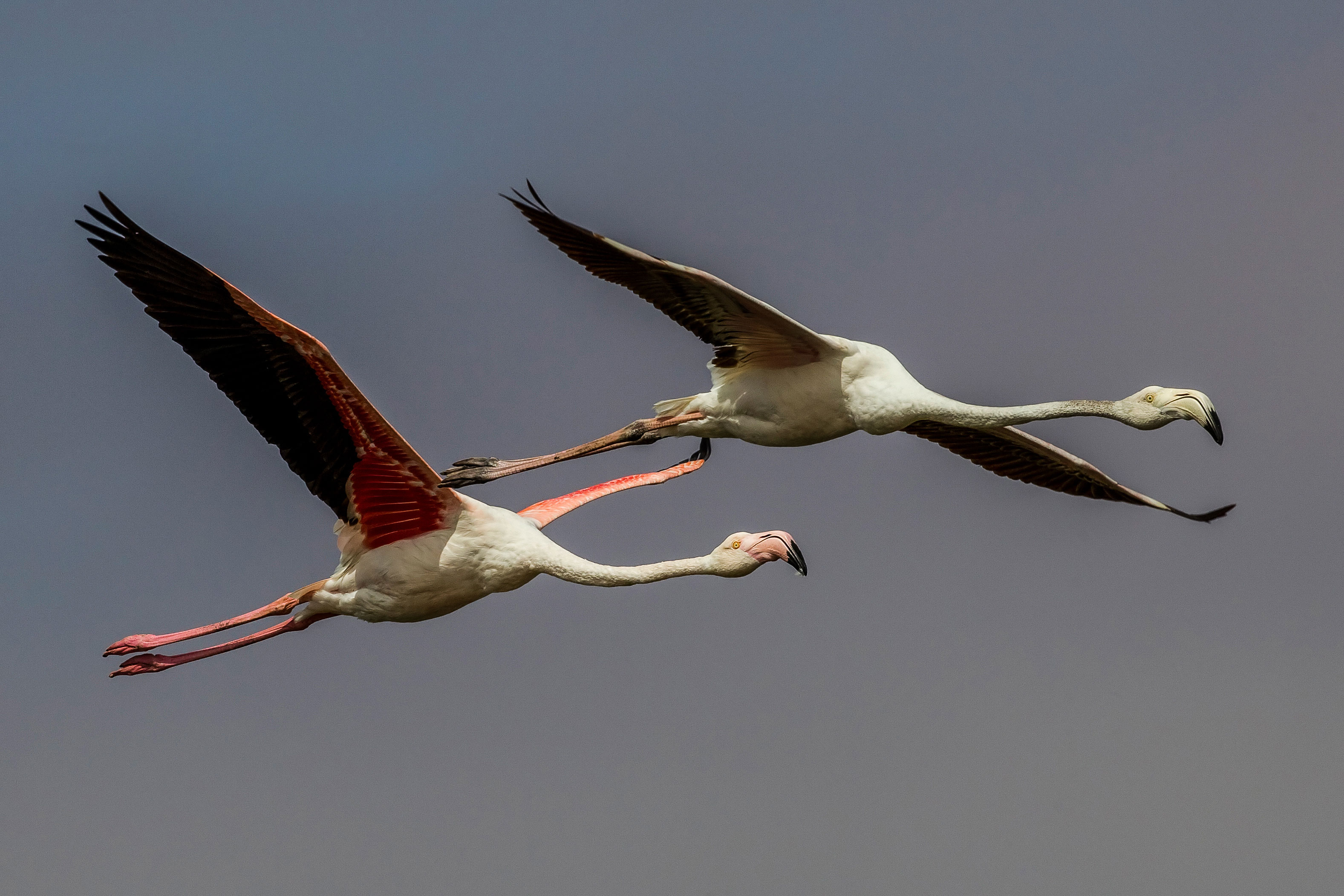 Greater Flamingoes|
