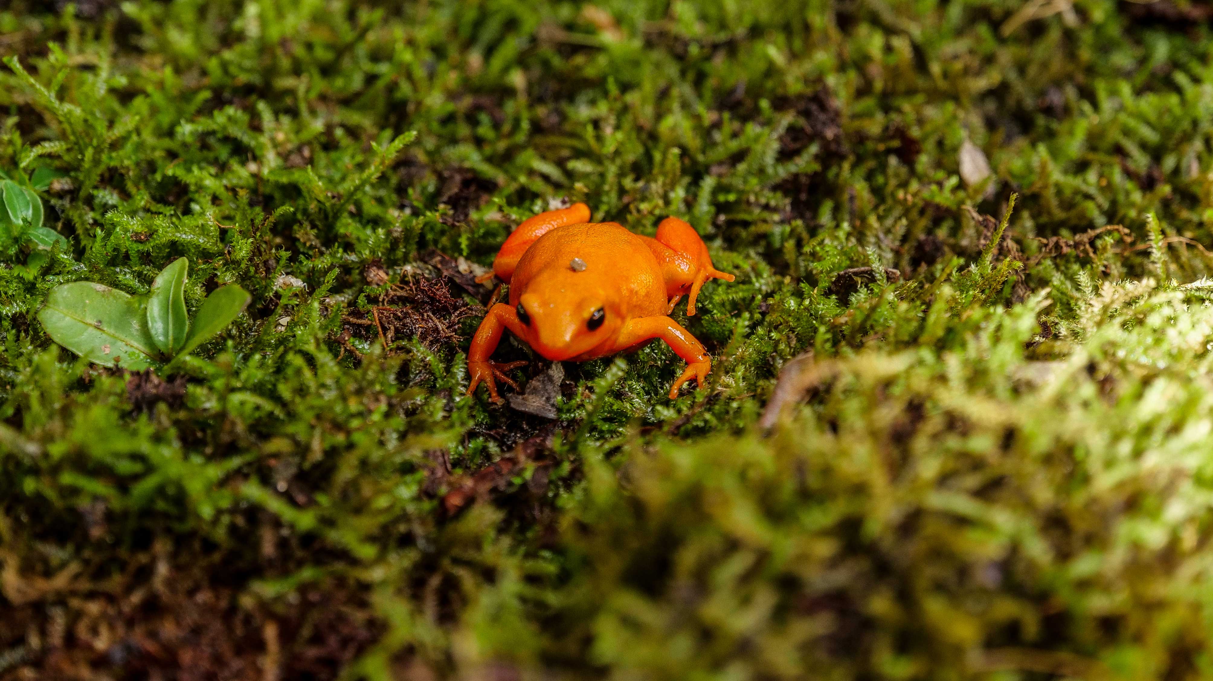 Bright Orange Golden Mantella Frog|