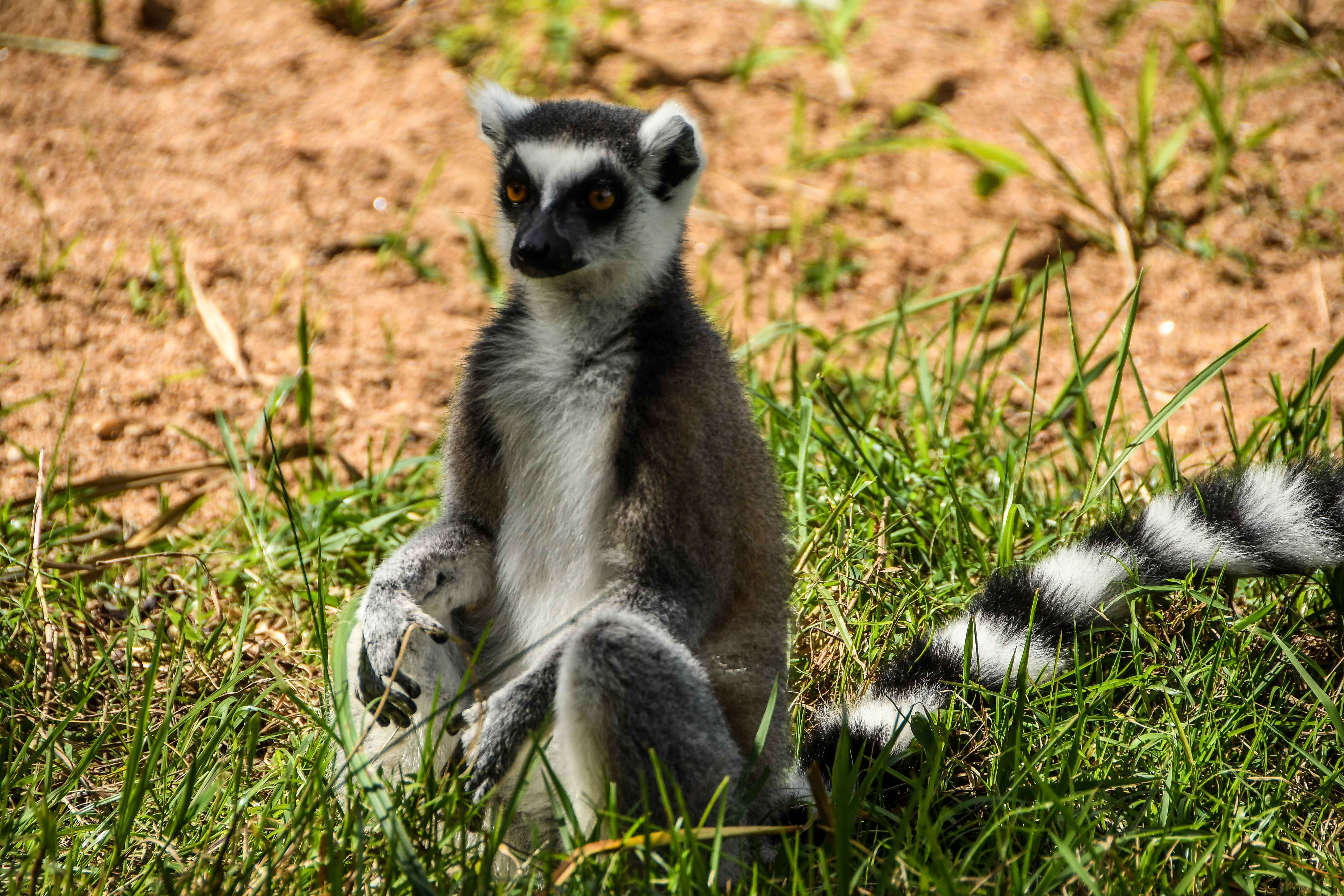 Ring-Tailed Lemurs|