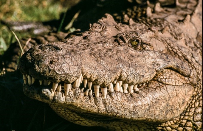 Crocodile Videos