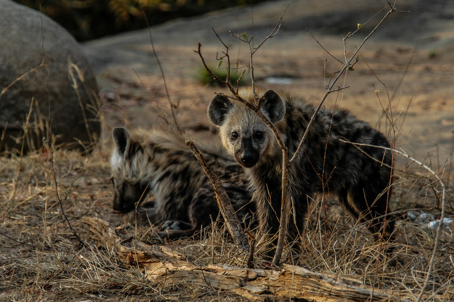 Hyena Videos