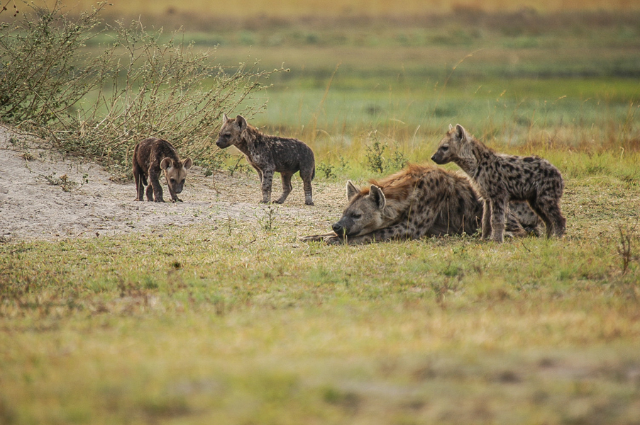 Spotted Hyenas