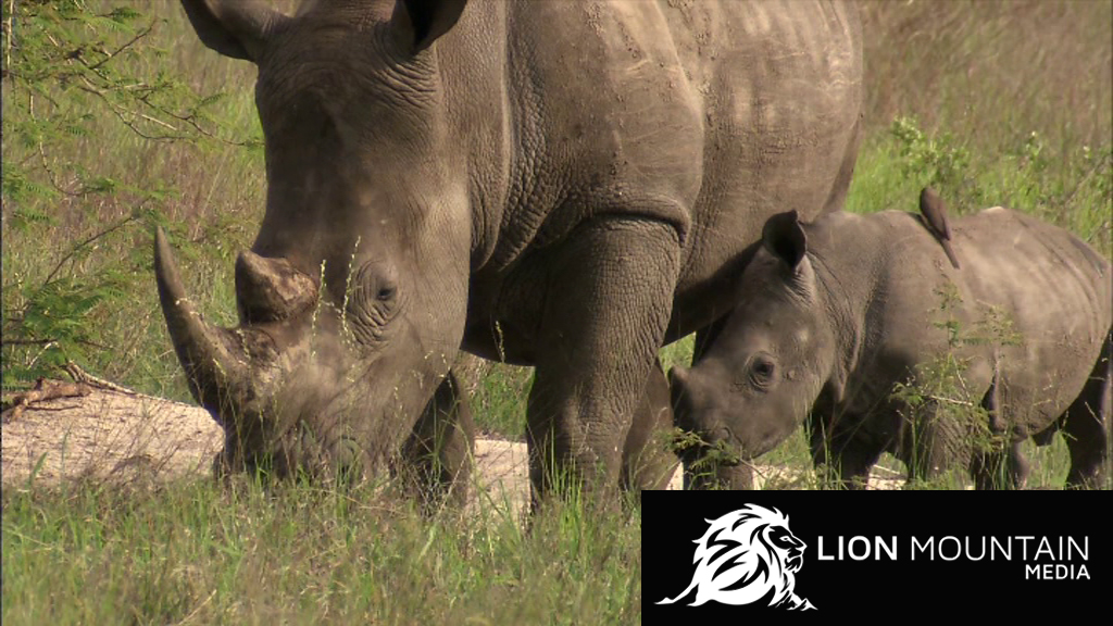 Rhino Wildlife Videos for Kids