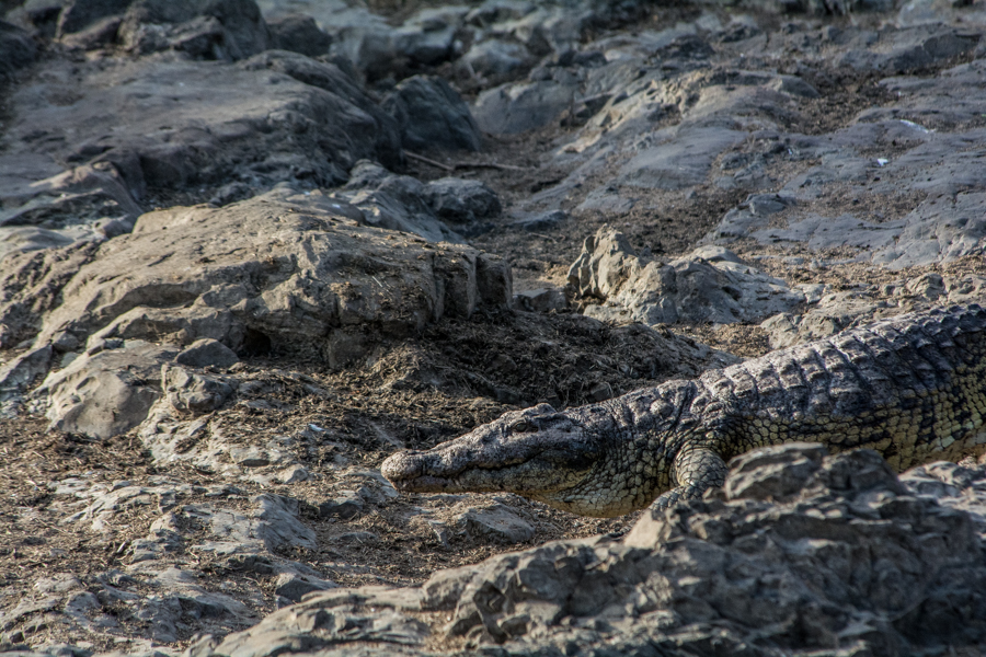 Kruger National Park Videos