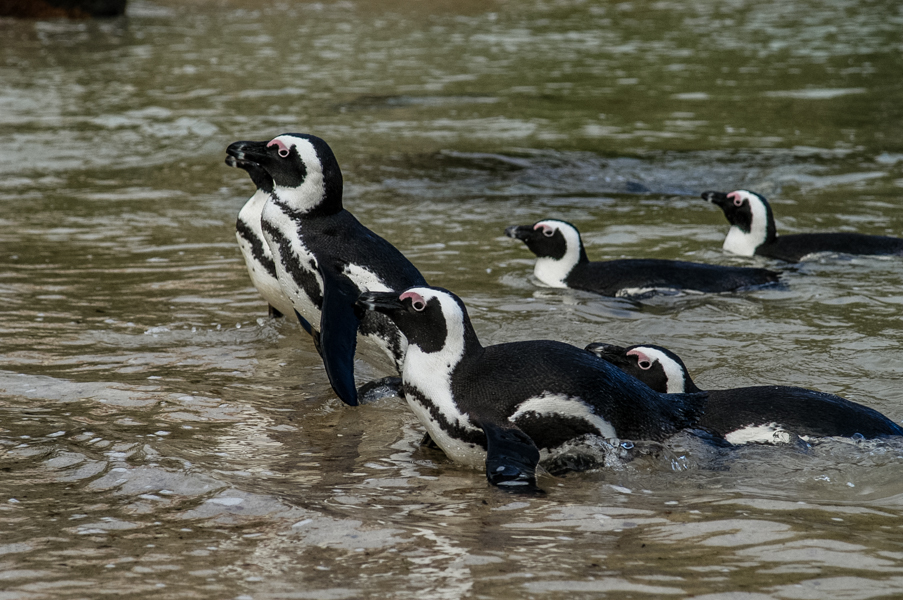 African Penguin Videos