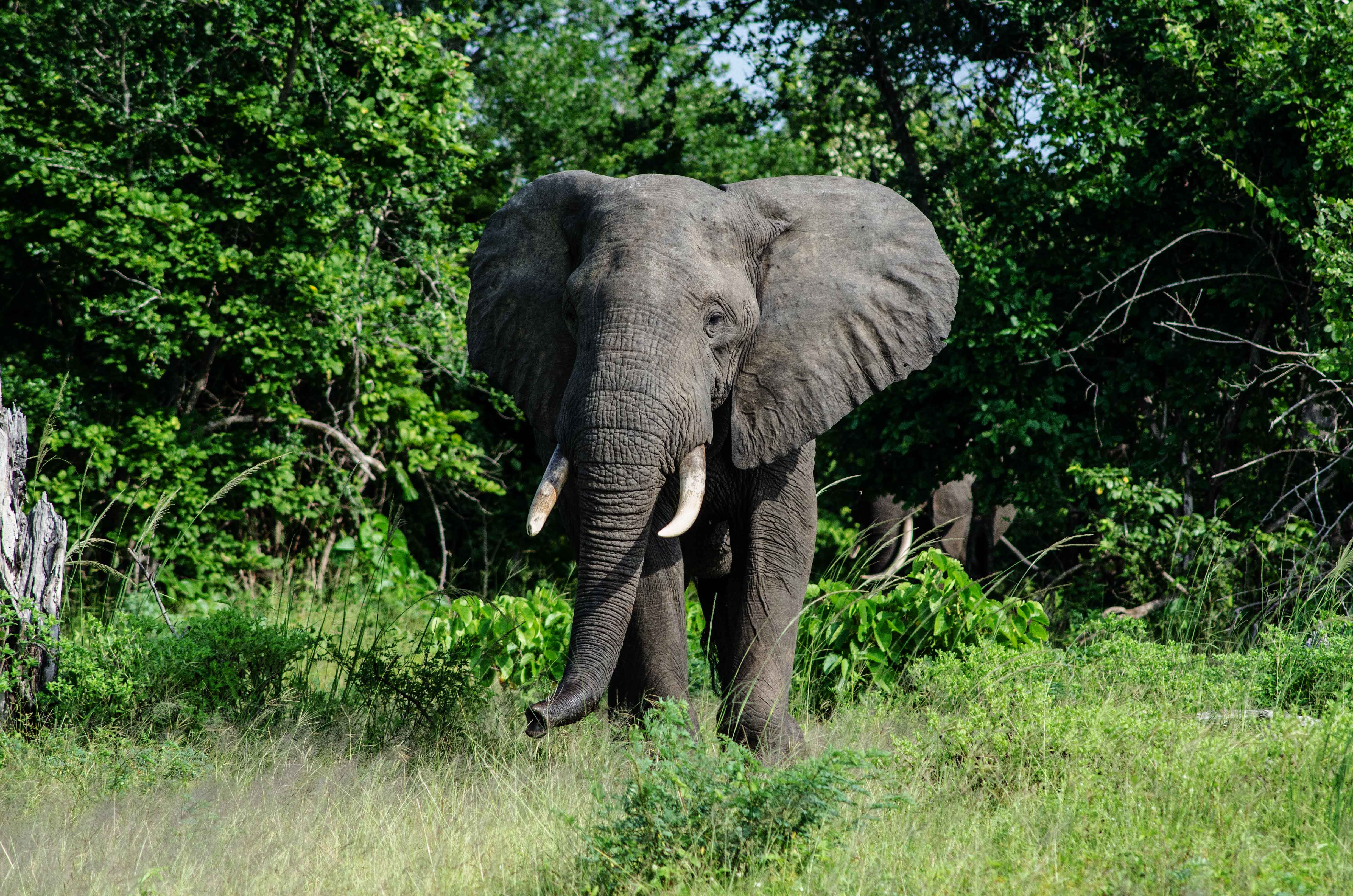 elephant translocation