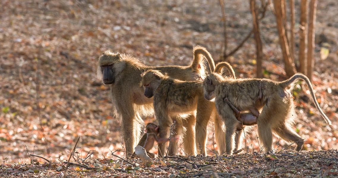 Baboon Videos