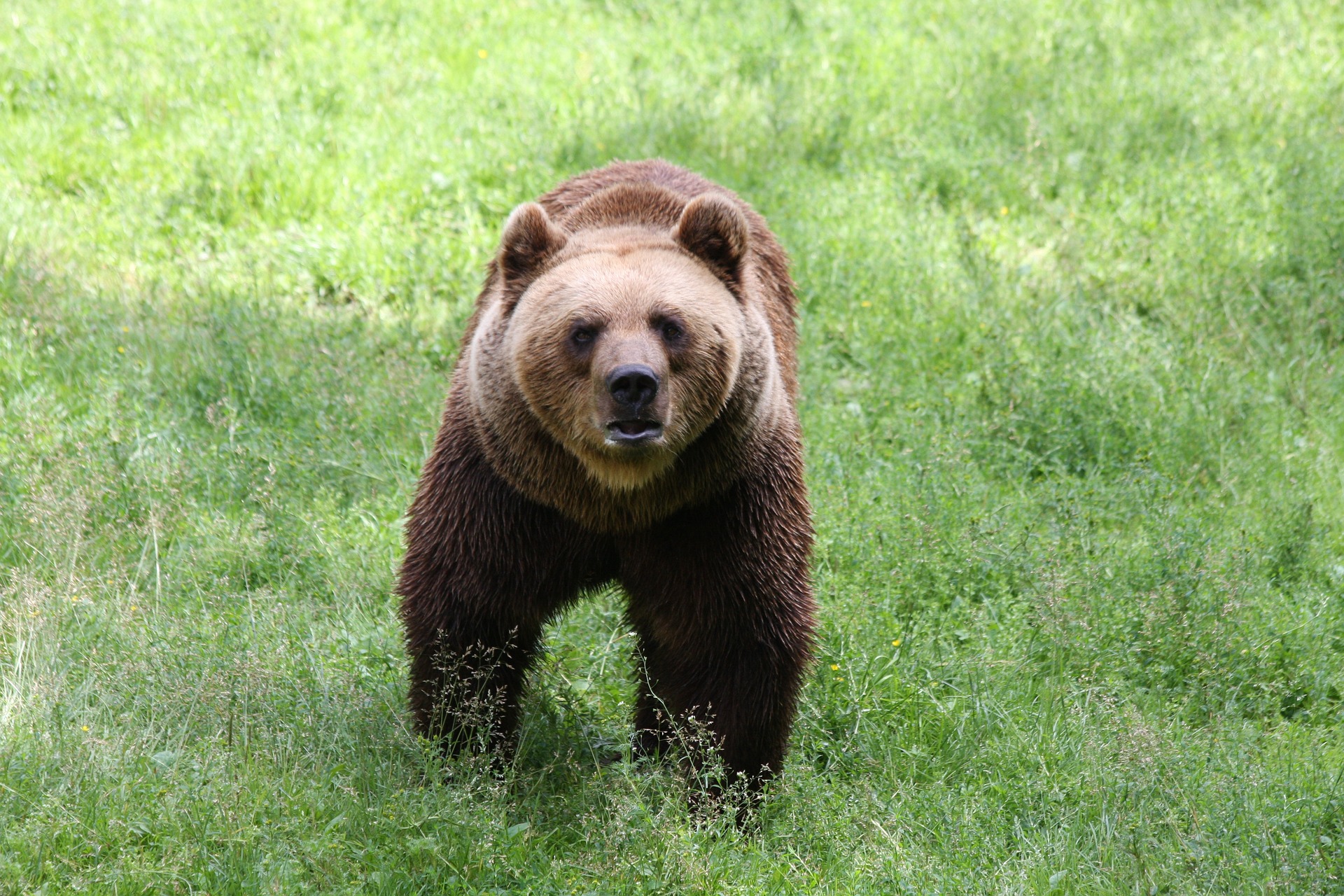 Survival of the Deosai Plains Largest Omnivore